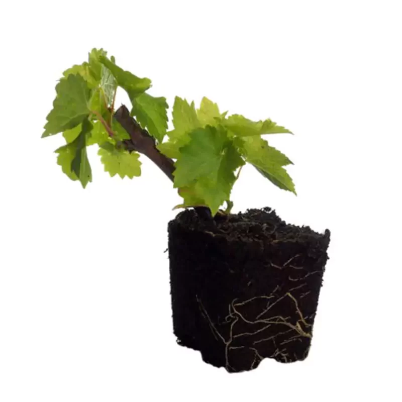 grape_vine_seedling