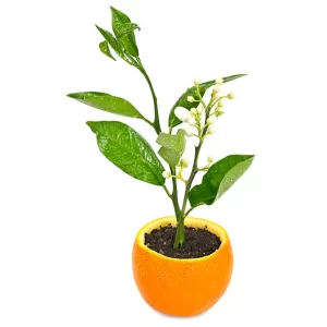 orange_seedlings