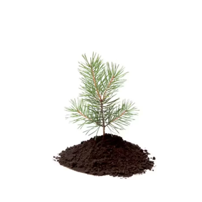 pine_seedling