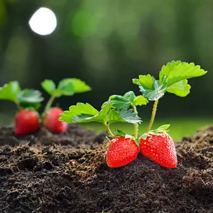 strawberry_seedlings