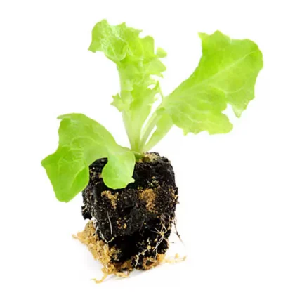 lettuce_seedlings