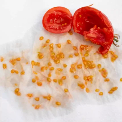 tomato_seeds